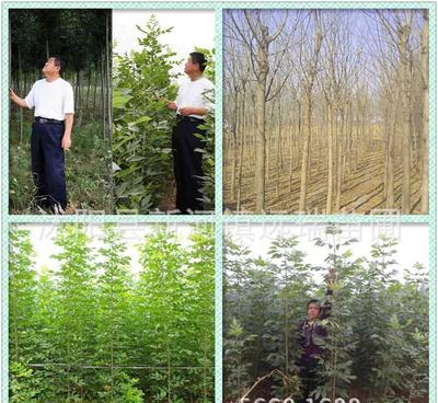 白臘樹小苗 綠化工程優選，規格齊全，量大從優